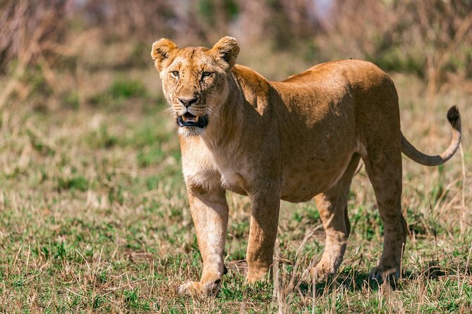 4 Days Masai Mara Safari - Photography Tips