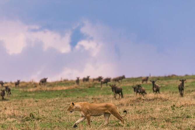 4 Days Masai Mara Safari - Travel Preparation