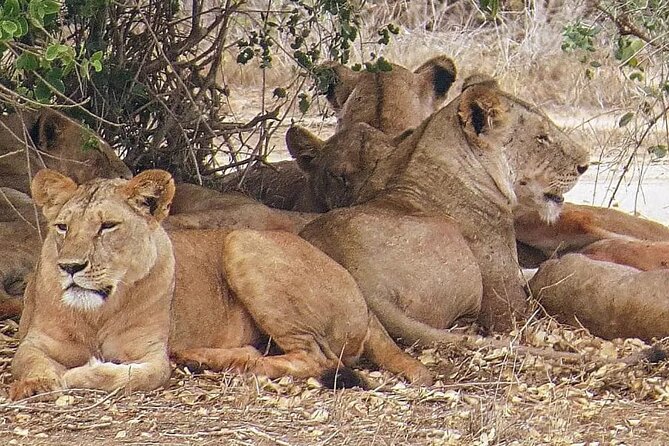 4 Days Mid Luxury Safari, Lake Nakuru and Masai Mara. - Key Points