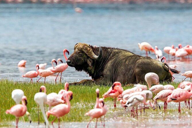 4 Days Mid Luxury Safari, Lake Nakuru and Masai Mara. - Meeting and Pickup Details