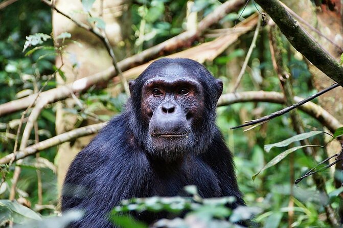 4 Days Mikumi & Udzungwa National Parks Safari - Key Points