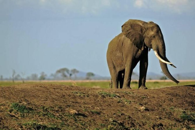 4 Days Mikumi & Udzungwa National Parks Safari - Wildlife Highlights