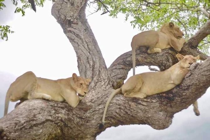 4 Days Mikumi & Udzungwa National Parks Safari - Meals and Accommodations
