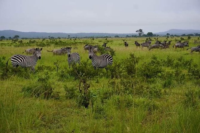 4 Days Mikumi & Udzungwa National Parks Safari - Meeting and Accessibility
