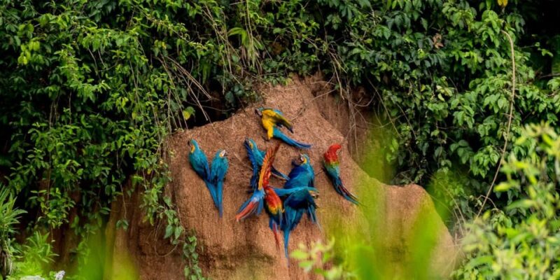 4 Days - Premium Tambopata Jungle Tour - Language Options