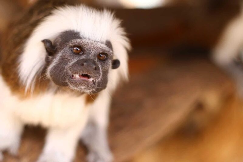 4 Days - Premium Tambopata Jungle Tour - Important Notes