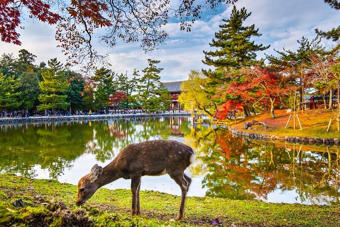 4 Days Private Customizable Tour in Osaka, Nara, Kyoto, Kobe - Location Details and Highlights