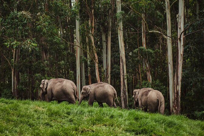 4 Days Private Kerala Tour -Kochi, Munnar, Thekkady with 3* Hotel - The Itinerary: What You Can Expect From Each Day