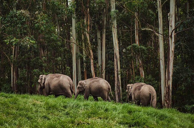 4 Days Private Kerala Tour -Kochi, Munnar, Thekkady with 3* Hotel - Final Thoughts