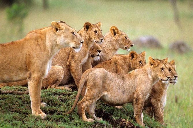 4 Days Private Safari Tour Tanzania - Serengeti National Park Adventure