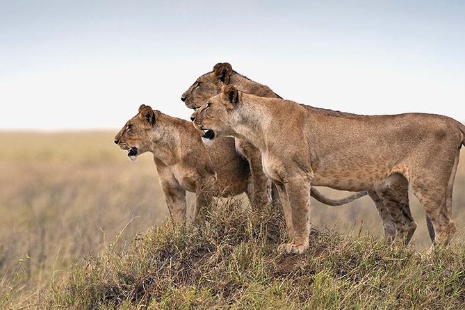 4 Days Private Safari Tour Tanzania - Booking and Cancellation Policies