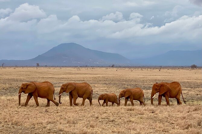 4 Days Private Safari Tour Tsavo and Amboseli From Nairobi - Safari Activities