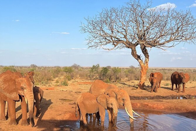 4 Days Private Safari Tour Tsavo and Amboseli From Nairobi - Traveler Requirements