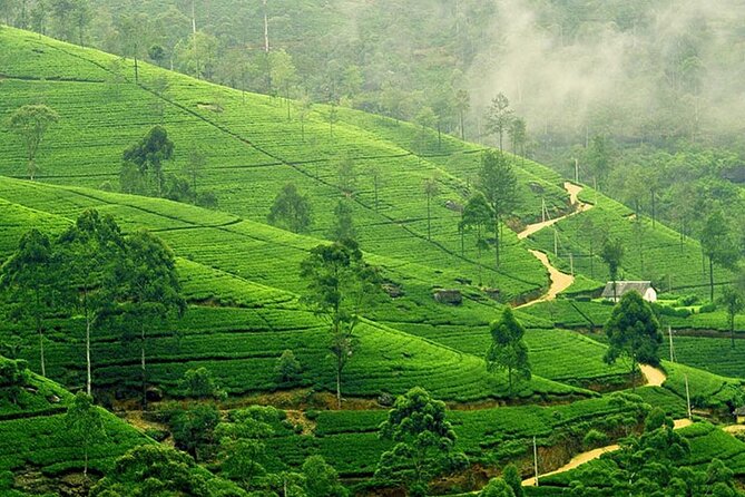 4 Days Private Vehicle With Driver in Sri Lanka - Traveler Requirements and Restrictions