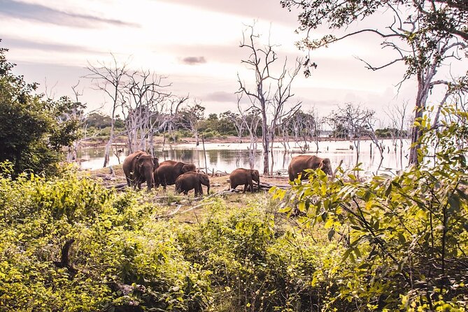 4 Days Private Vehicle With Driver in Sri Lanka - Scenic Views and Flexibility