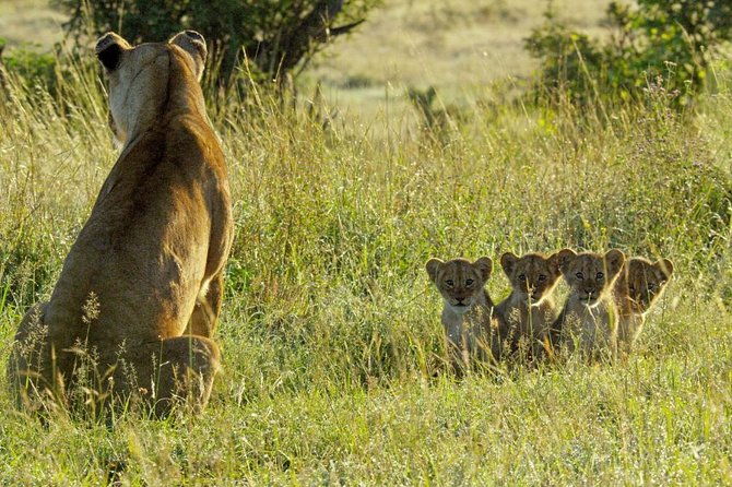 4 Days Safari in Tanzania - Serengeti Splendor