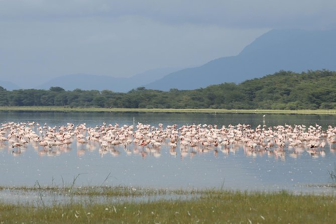 4 Days Safari in Tanzania - Practical Information