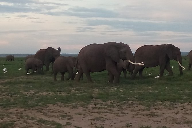 4 Days Safari to Amboseli N/P, Tsavo East N/P. - Pickup and Schedule