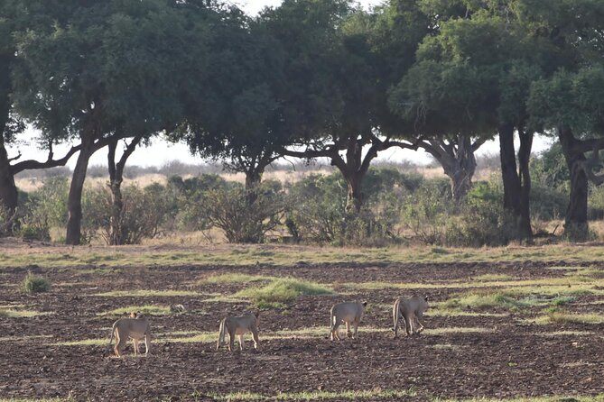 4 Days Safari to Amboseli N/P, Tsavo East N/P. - Wildlife Encounters
