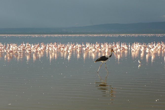 4 Days Safari to Lake Nakuru N/P and Maasai Mara N/R - Accommodation Details