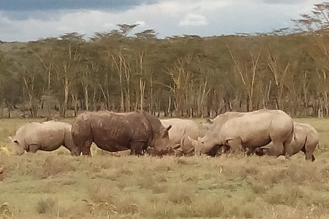 4 Days Safari to Lake Nakuru N/P and Maasai Mara N/R - Pick-up and Start Time