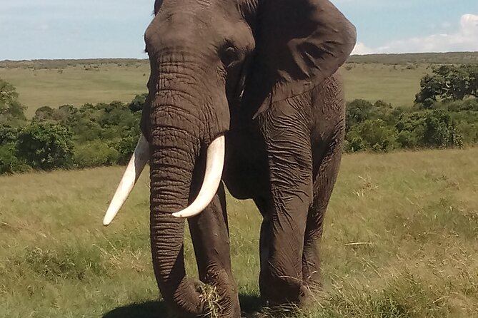 4 Days Safari to Lake Nakuru N/P and Maasai Mara N/R - Lake Nakuru National Park