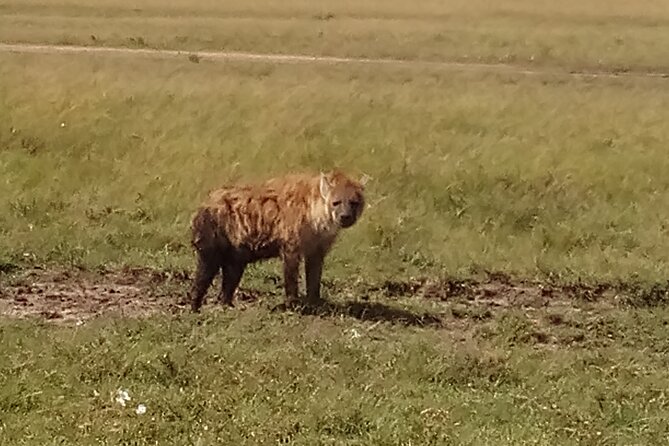 4 Days Safari to Lake Nakuru N/P and Maasai Mara N/R - Karen Blixen Museum