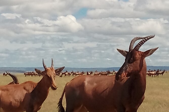 4 Days Safari to Lake Nakuru N/P and Maasai Mara N/R - Additional Tour Information