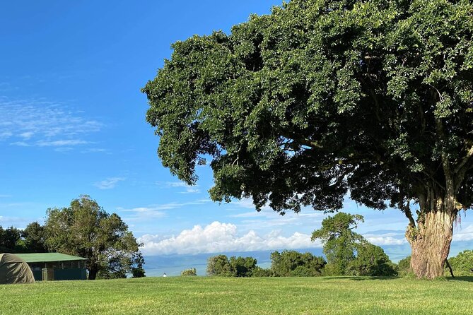 4 Days Safari Tour Tanzania - Accessibility
