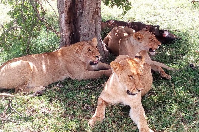 4-Days Safari: Tsavo East, West and Amboseli National Parks - Included Experiences
