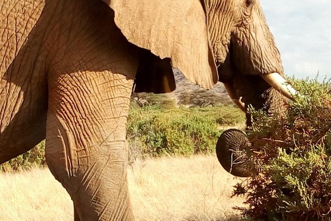 4-Days Safari: Tsavo East, West and Amboseli National Parks - Traveler Information