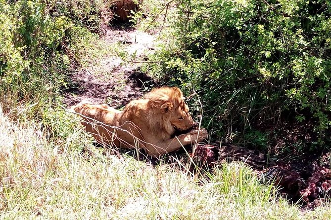 4-Days Safari: Tsavo East, West and Amboseli National Parks - Diverse Landscapes Explored