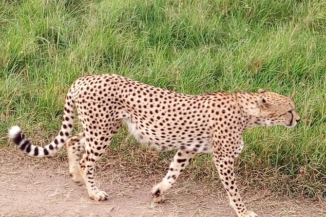 4-Days Safari: Tsavo East, West and Amboseli National Parks - Memorable Cultural Immersion