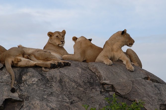 4 Days Serengeti and Ngorongoro Crater Tanzania Tour - Serengeti National Park
