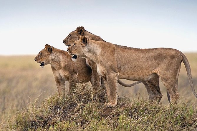 4 Days Serengeti and Ngorongoro Crater Tanzania Tour - Daily Itinerary