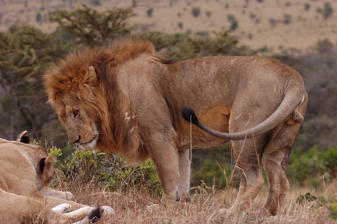 4 Days Serengeti and Ngorongoro Crater Tanzania Tour - Safety and Health Considerations