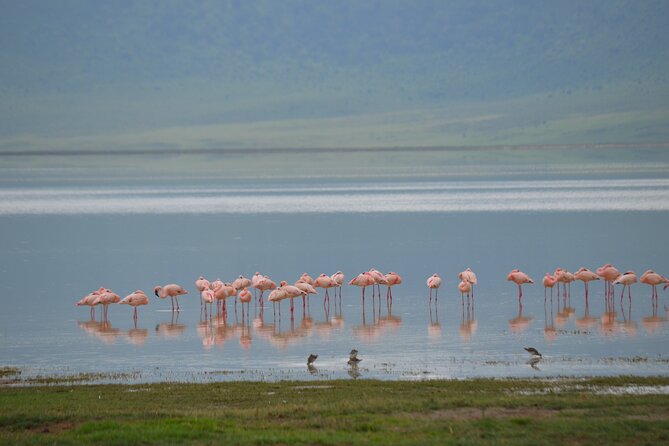 4 Days Serengeti & Ngorongoro Mid Range Tour - Transportation and Guides