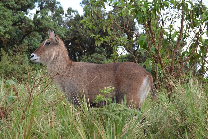 4 Days Serengeti & Ngorongoro Mid Range Tour - Pricing and Booking Information