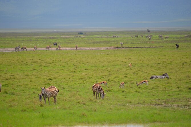 4 Days Serengeti & Ngorongoro Mid Range Tour - Traveler Reviews and Testimonials