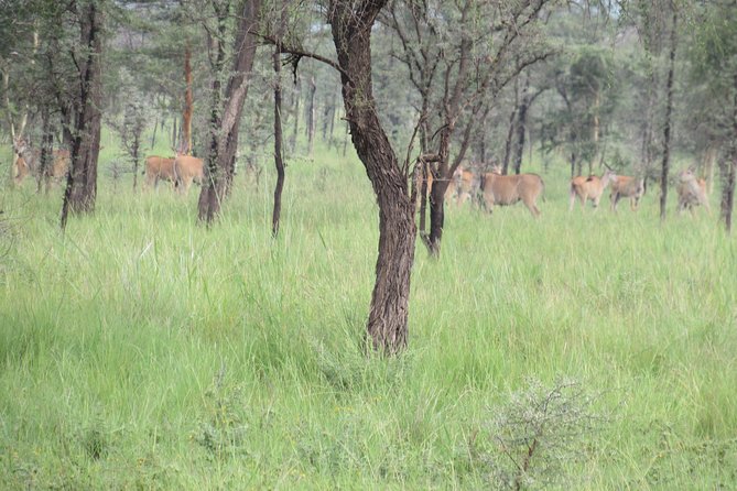 4 Days Sipi Falls and Pian-Upe Wildlife Safari - Attractions at Sipi Falls