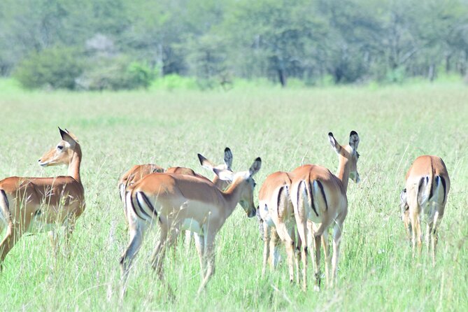 4 Days Tanzania Budget Group Join Safari- Serengeti & Ngorongoro - Booking Information