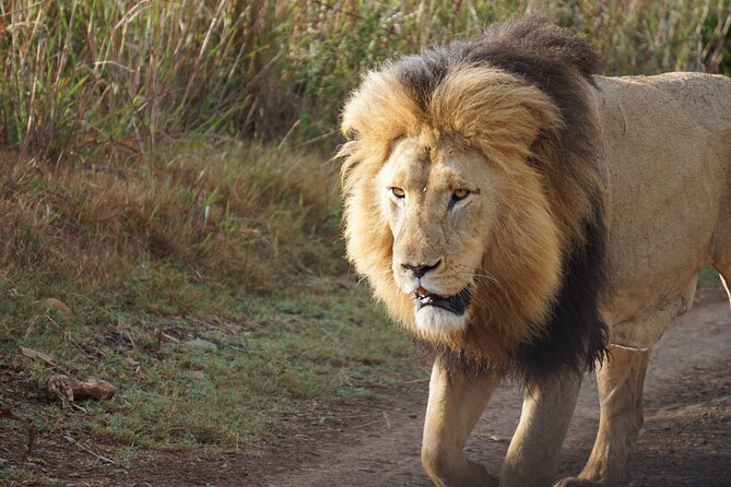 4 Days Tanzania Budget Group Join Safari- Serengeti & Ngorongoro - Safari Activities