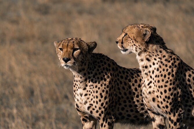 4 Days Tanzania Budget Safari - Meeting and Pickup