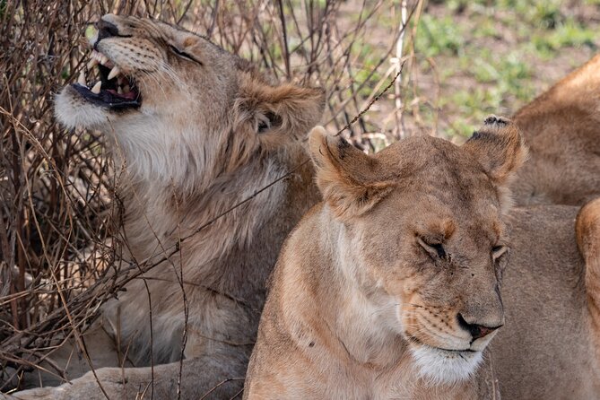 4 Days Tanzania Budget Safari - Lake Manyara National Park Safari