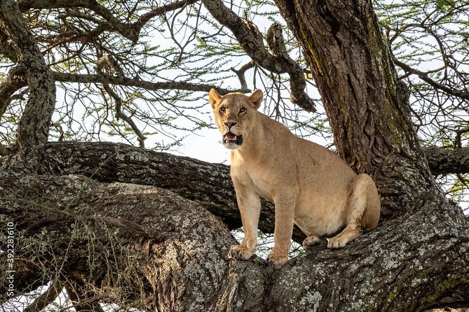 4 Days Tanzania Camping Safari - Accommodation