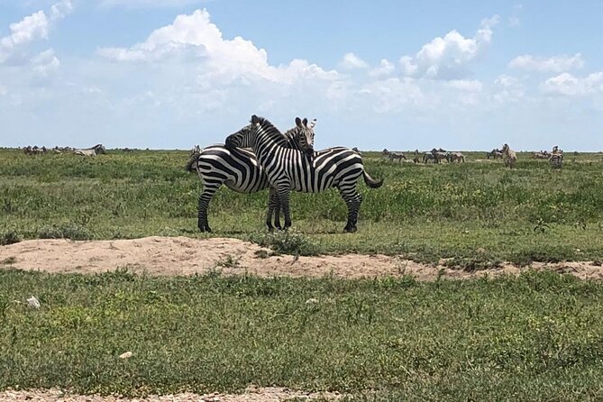 4 Days Tanzania Camping Safari - Personalized Service