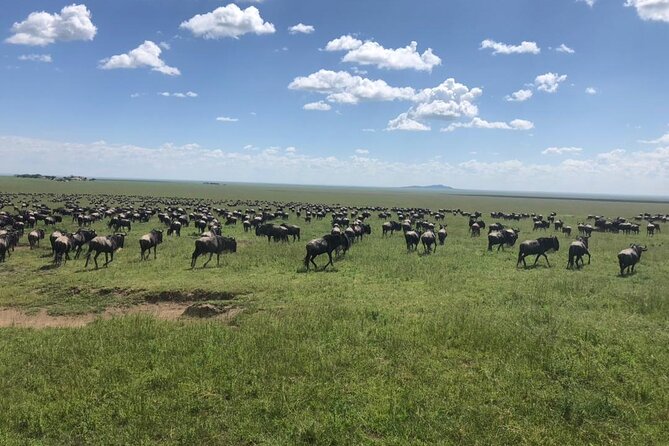 4 Days Tanzania Camping Safari - Reviews and Badge