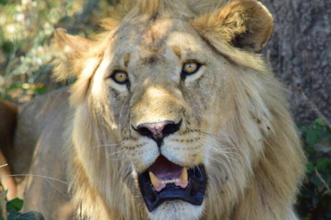 4 Days Tanzania Group Joining Safari With Mid-Range Accommodation - Accommodation and Meals