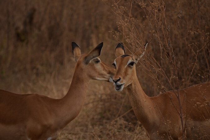 4 Days Tanzania Lodge Safari With Two Nights at Serengeti - Wildlife Encounters