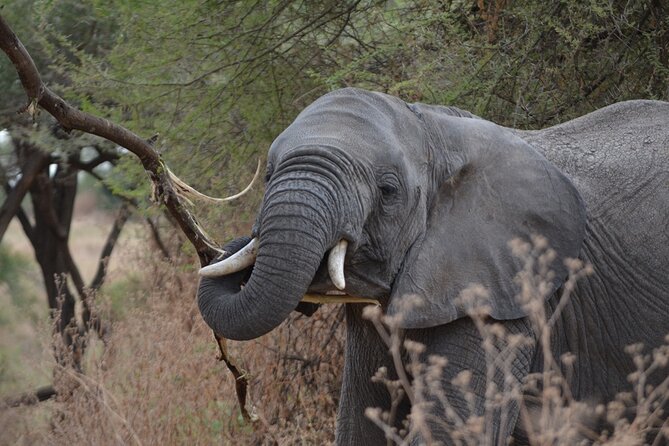 4 Days Tanzania Lodge Safari With Two Nights at Serengeti - Photographic Opportunities